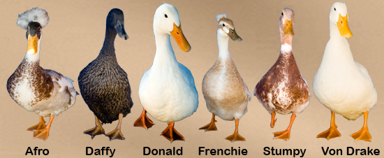http://www.youngsfunnyfarm.org/files/6812/9635/4449/2010-therapy-duck-team-550.png
