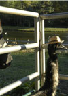 20071011_Emu__0009.JPG